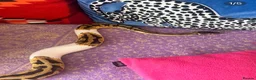 Python Snake reptiles for sale: VERY FRIENDLY Pastel Pied-bright yellow - Advert 3