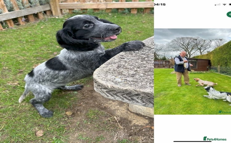Cocker Spaniel dogs - Advert 3