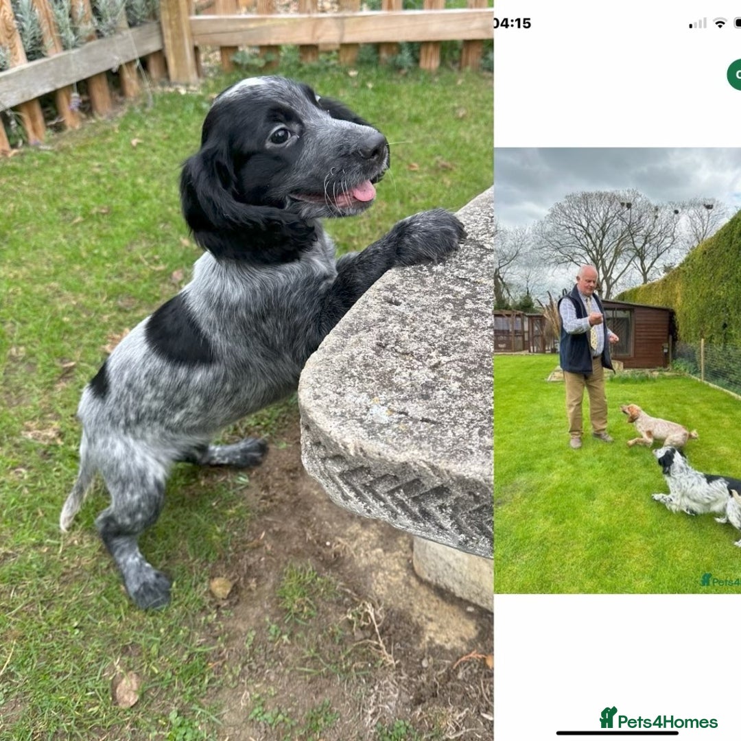 Cocker Spaniel dogs for sale: Cocker Spaniel puppies for sale - Image 1