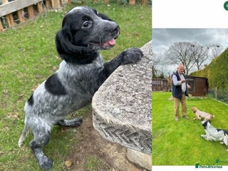 Cocker Spaniel dogs - Advert 25