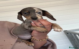Miniature Dachshund dogs for sale: Mini Dachshund puppies for sale  - Image 16