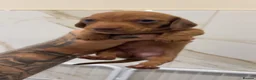 Miniature Dachshund dogs for sale: Cream & Chocolate Long Haired Carriers  - Advert 3