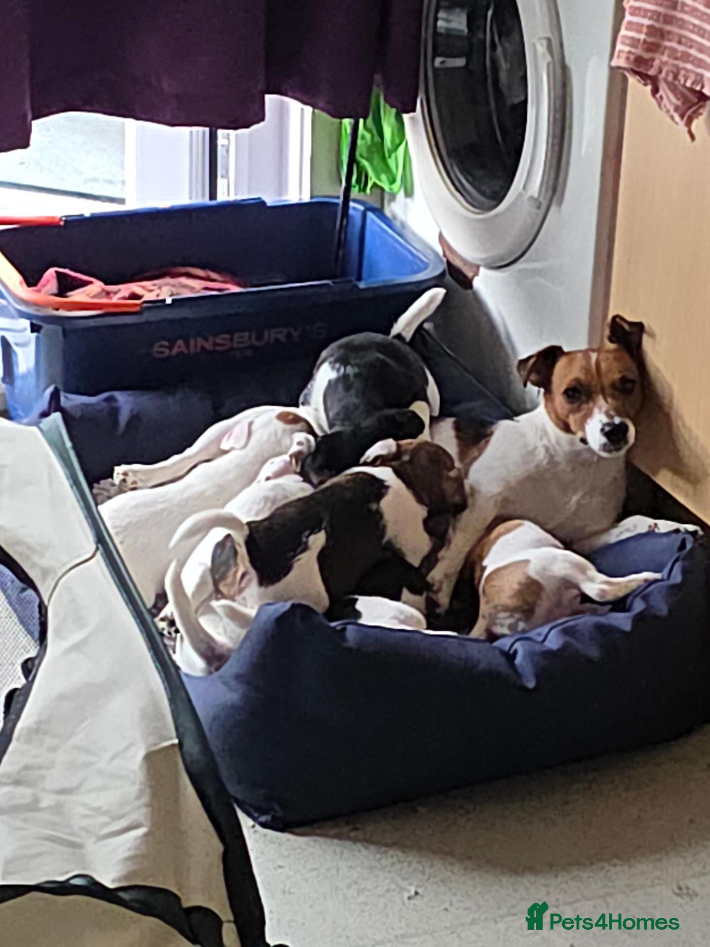 Mixed Breed dogs Jack Russell Puppies for Sale - Advert 1