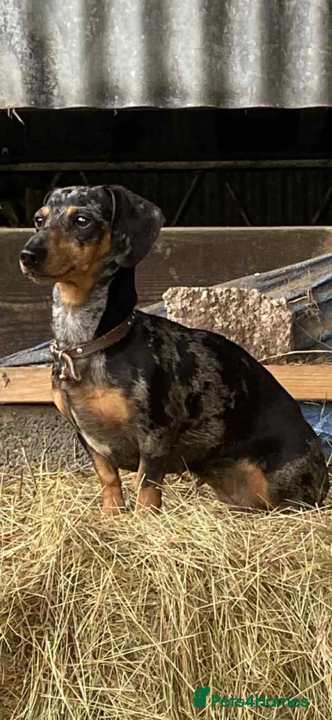 Miniature Dachshund dogs for sale: Miniature dashund for sale.  - Advert 18