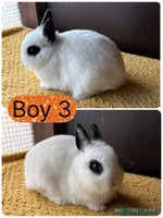 Netherland Dwarf rabbits - Advert 4