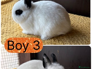 Netherland Dwarf rabbits Stunning Netherland dwarves - Advert 6