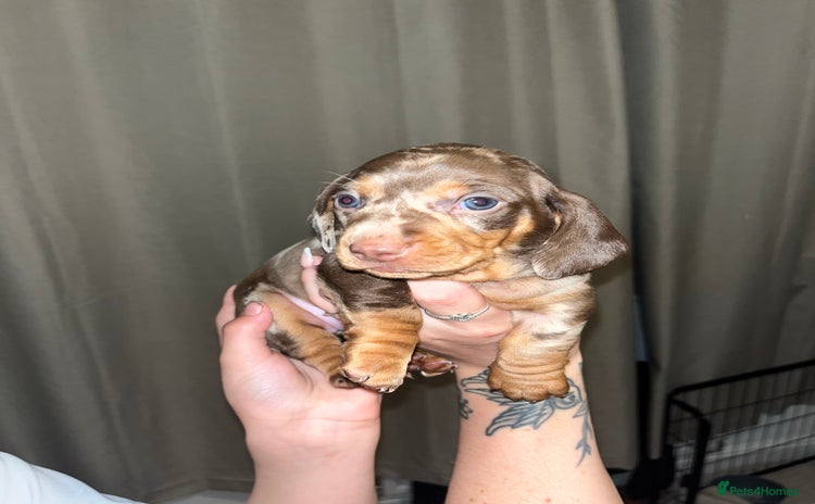 Miniature Dachshund dogs Miniature Daschund Puppies 1xMale1xFemale 🩵🩷 - Advert 1