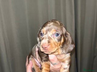 Miniature Dachshund dogs Miniature Daschund Puppies 1xMale1xFemale 🩵🩷 - Advert 1