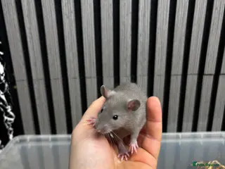 Rat rodents Rats and mice mixed colours and sexes for sale - Advert 1