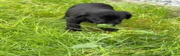 Labrador Retriever dogs for sale: Labrador puppies  in Doncaster - Advert 4