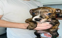 American Bull Staffy dogs for sale: 2 Female American bull x staff puppies left - Image 40