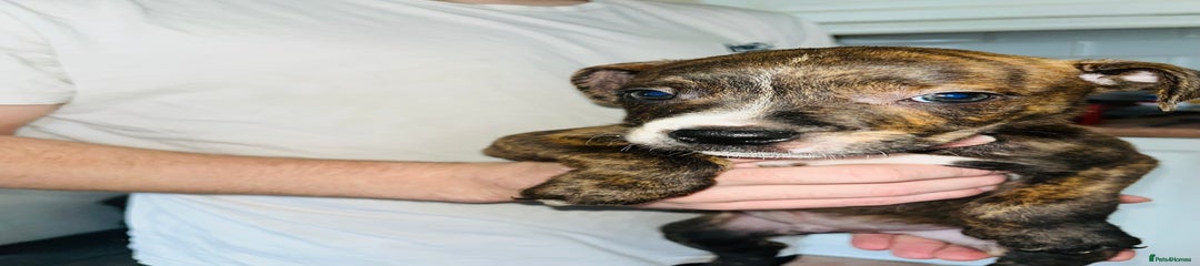 Puppy 2 brindle boy 