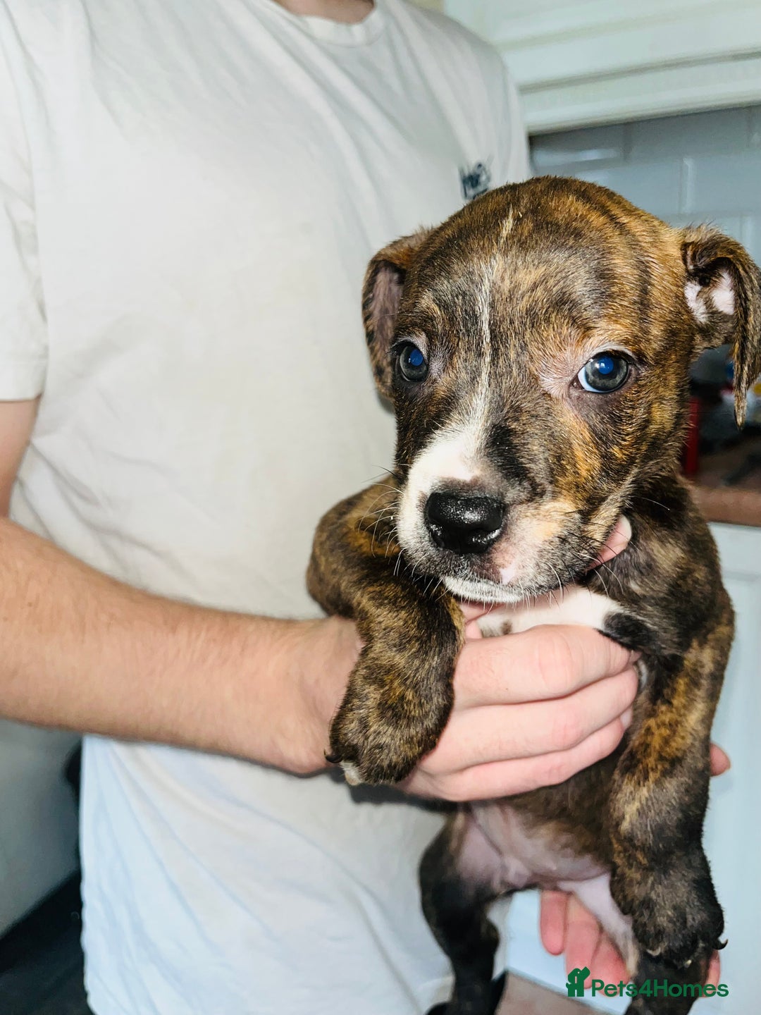 American Bull Staffy dogs for sale: 2 Female American bull x staff puppies left - Image 40