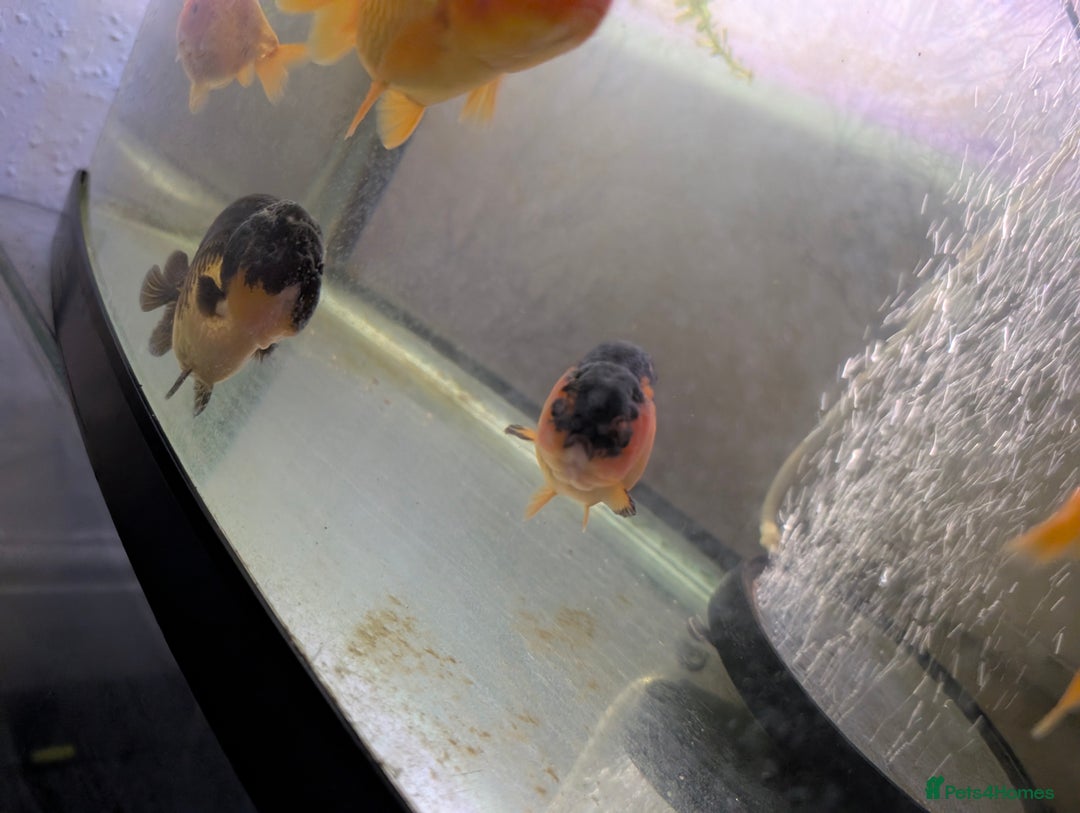 Fancy Goldfish fish for sale: 5 ranchu 1 fantail goldfish  - Image 5