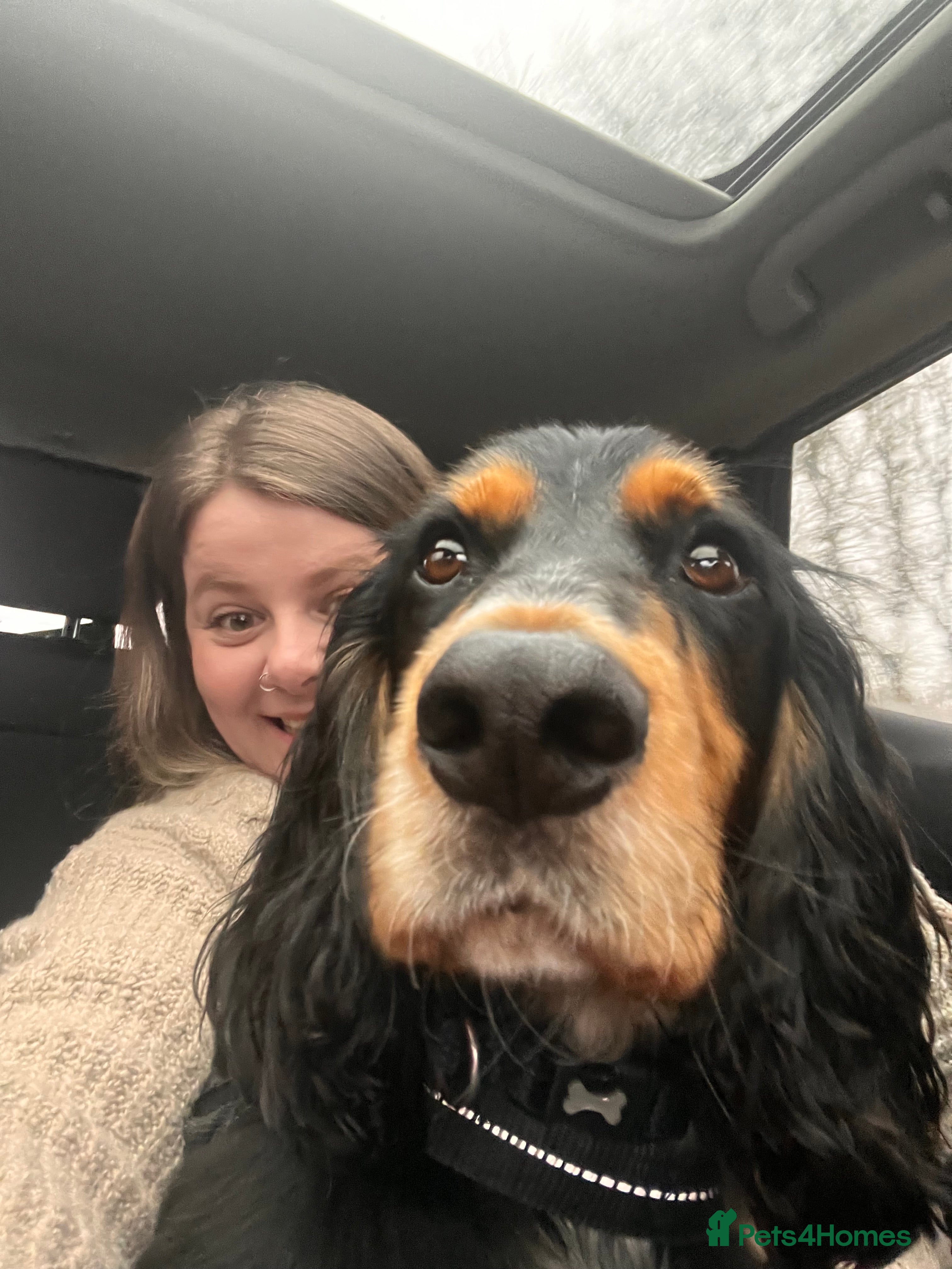 Cocker Spaniel dogs Ralph the Cocker Spaniel  - Advert 1