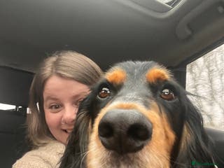 Cocker Spaniel dogs Ralph the Cocker Spaniel - Advert 1