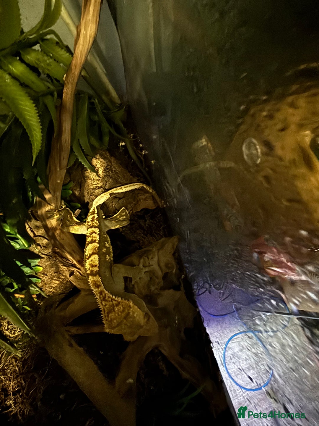 Gecko reptiles for sale: Male crested Gecko and full set up  - Advert 9