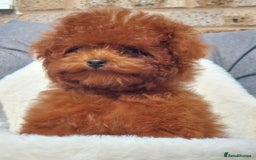 Toy Poodle dogs for sale: Asian toy poodle  in Hull - Image 3