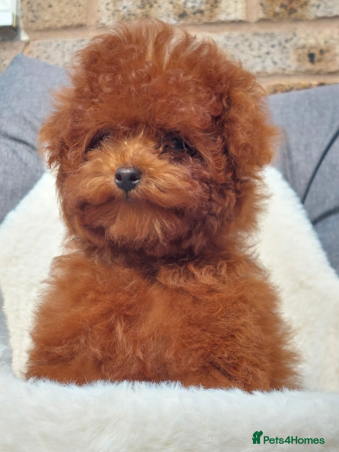 Toy Poodle dogs for sale: Asian toy poodle  in Hull - Image 3