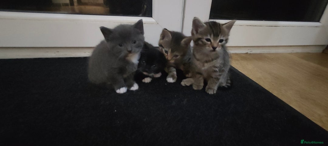 Mixed Breed cats for sale: 4 lovely kittens  - Image 4