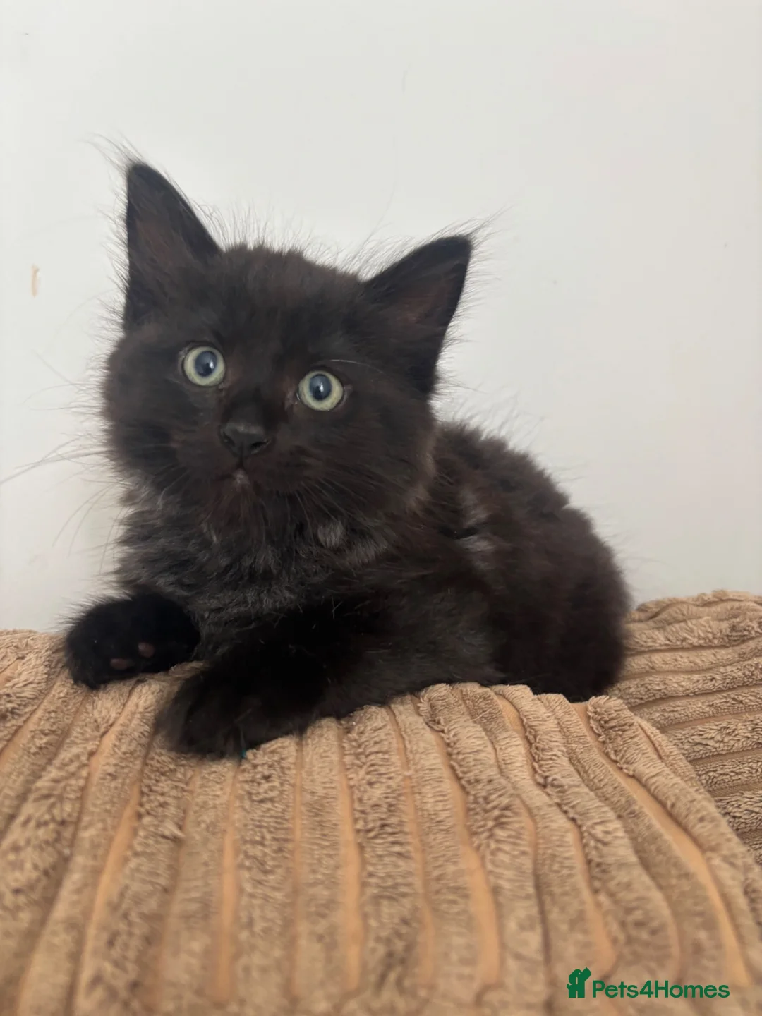 Mixed Breed cats for sale: Mixed gender black kittens  - Advert 23