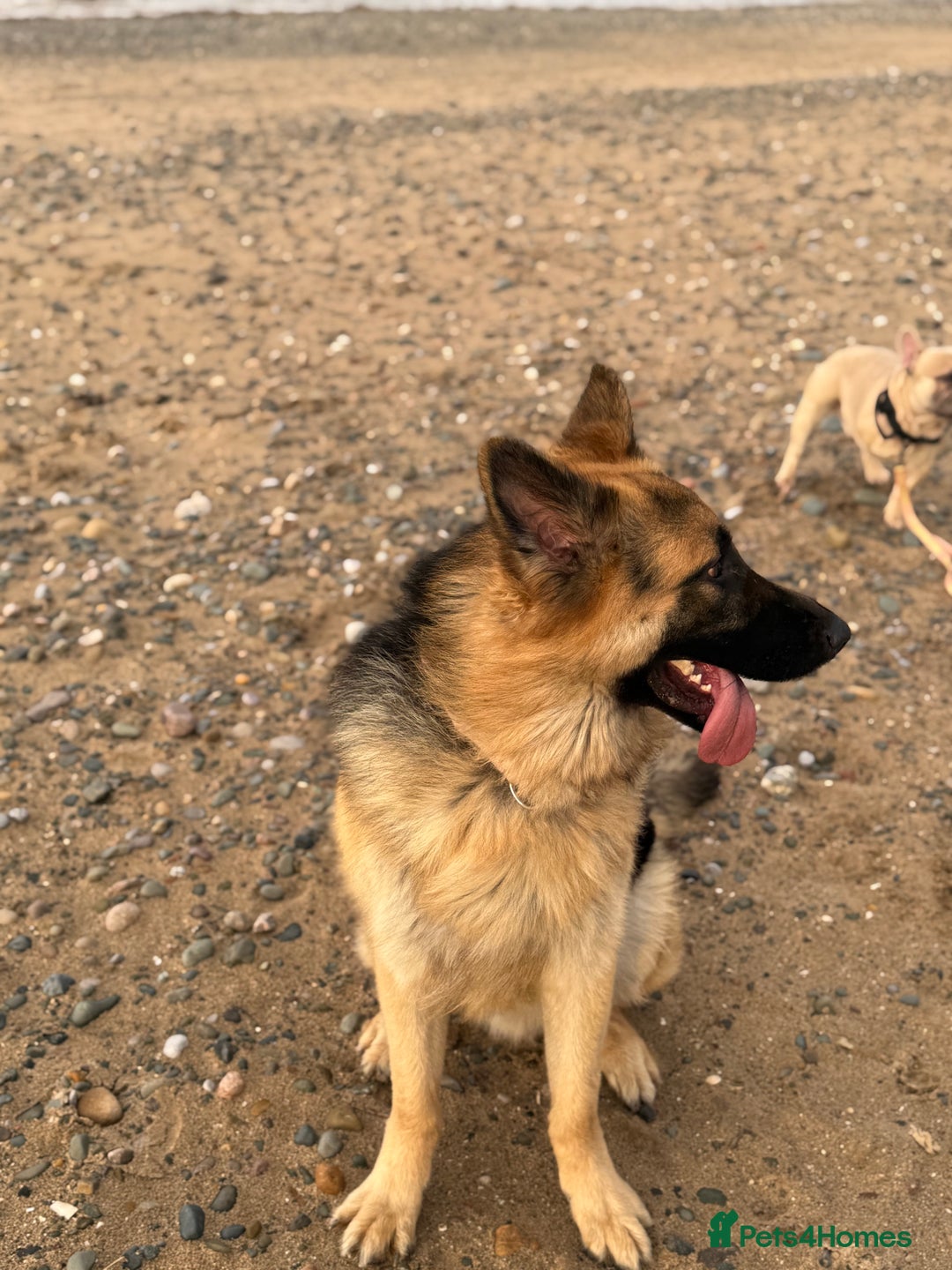 German Shepherd dogs for stud: German Shepherd Stud - Advert 4