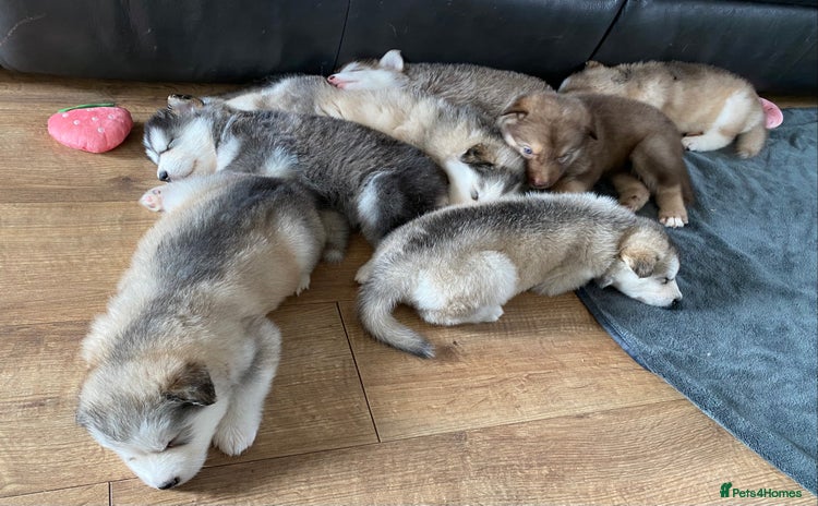 Alaskan Malamute dogs - Advert 1