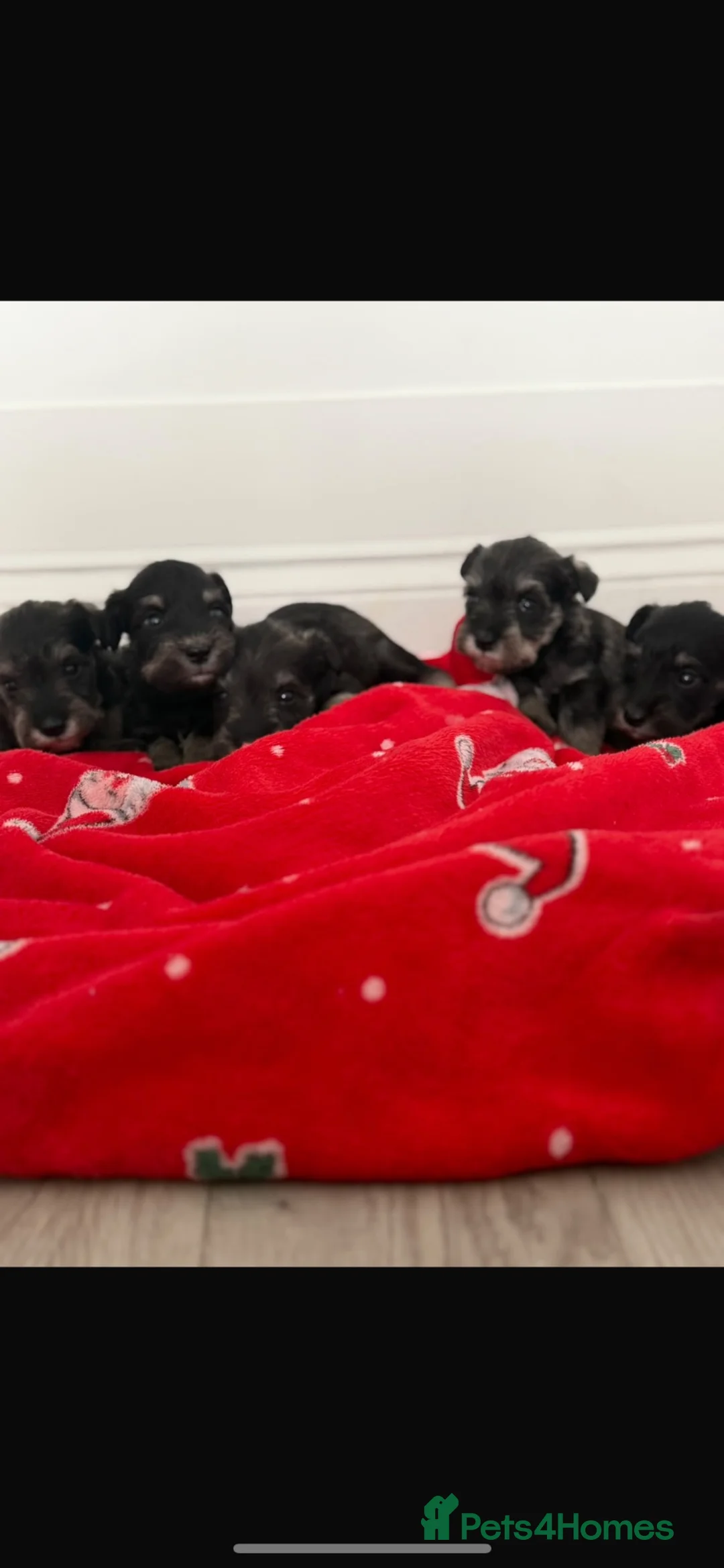 Miniature Schnauzer dogs for sale: Miniature schnauzer  - Advert 1