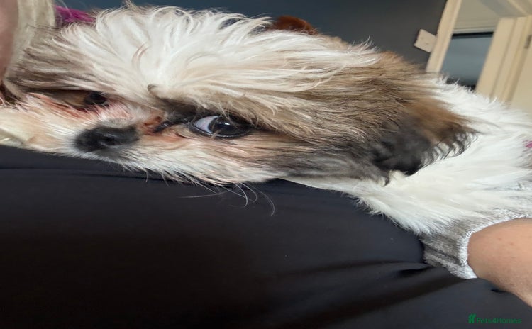 Mixed Breed dogs Shiranian huge reduction ready now  - Advert 19