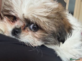 Mixed Breed dogs Shiranian huge reduction ready now - Advert 13