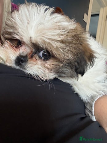 Mixed Breed dogs Shiranian huge reduction ready now - Advert 19