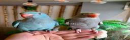 Ringnecks birds for sale: Hand Reared Baby Indian Ringneck Parrots For Sale - Advert 23