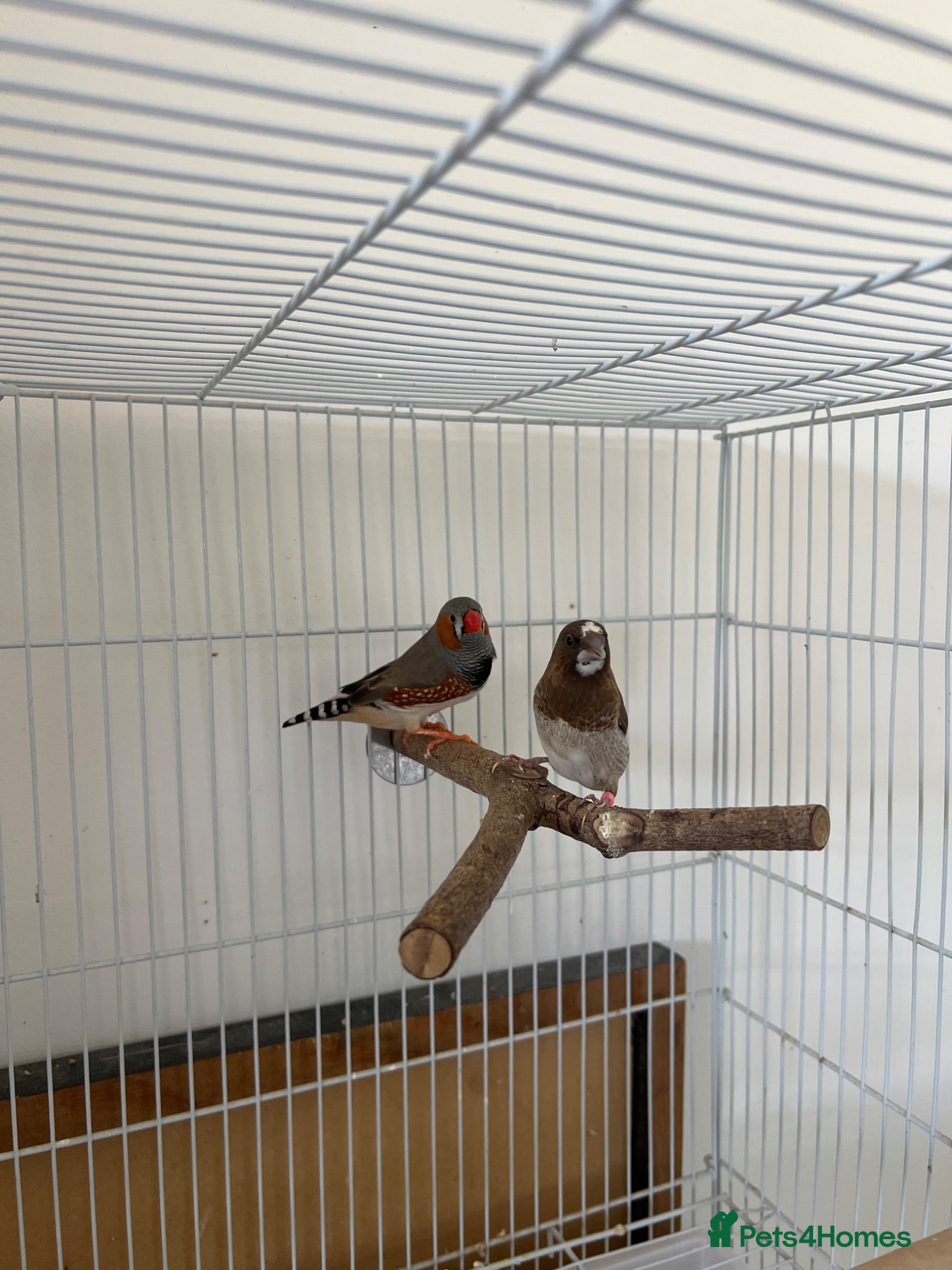 Finches birds 2 Male Finches for sale  - Advert 1
