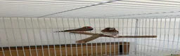 Finches birds for sale: 2 Male Finches for sale  in Sheffield - Advert 1