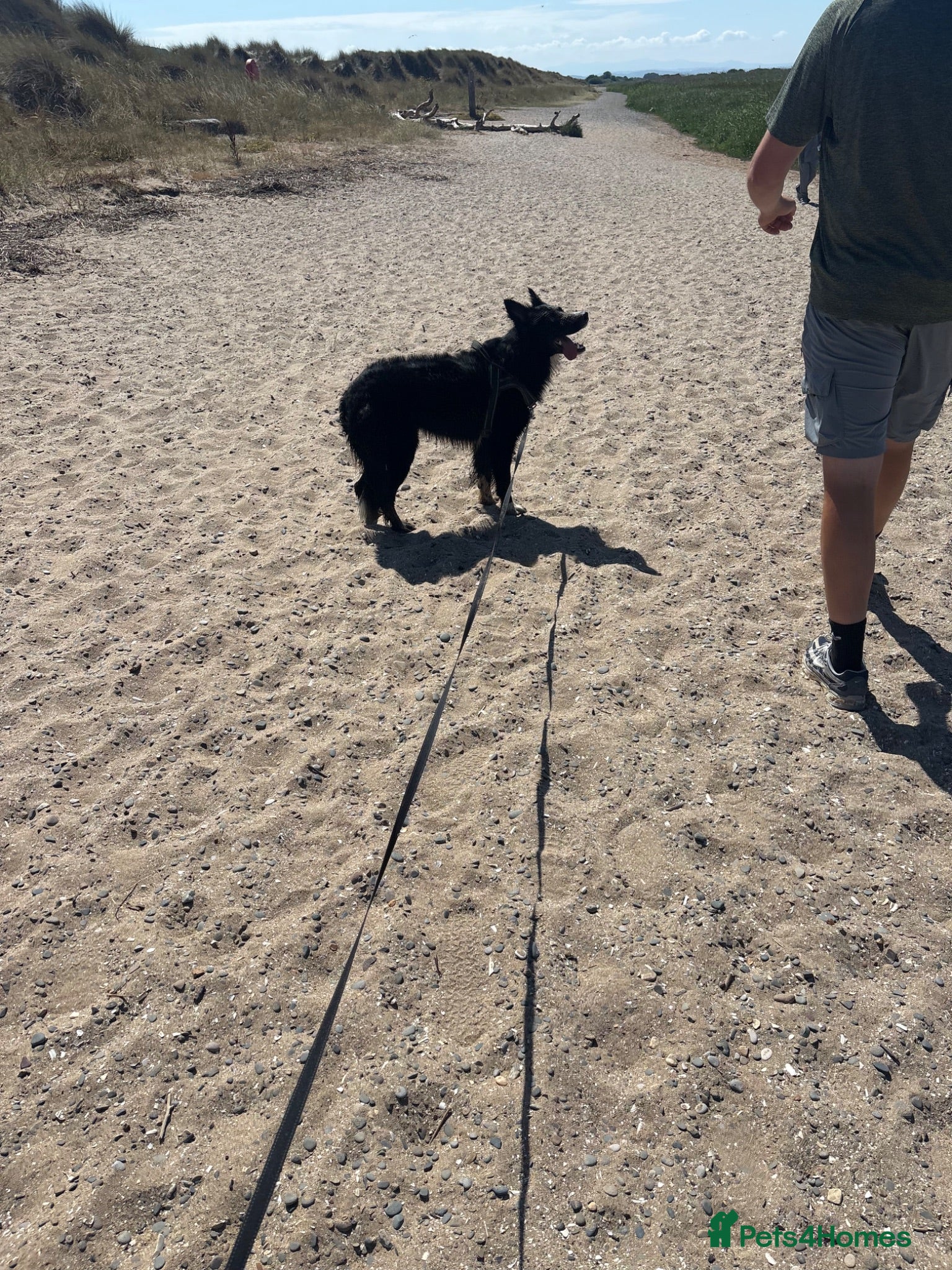 Border Collie dogs Max - boarder collie  - Advert 2