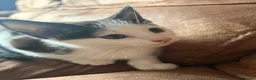 Mixed Breed cats for sale: 2 black and white kittens  in Highbridge - Advert 3