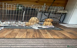 Cockapoo dogs for sale: Beautiful Cavapoo Puppy of Fox Red F1  - Image 10