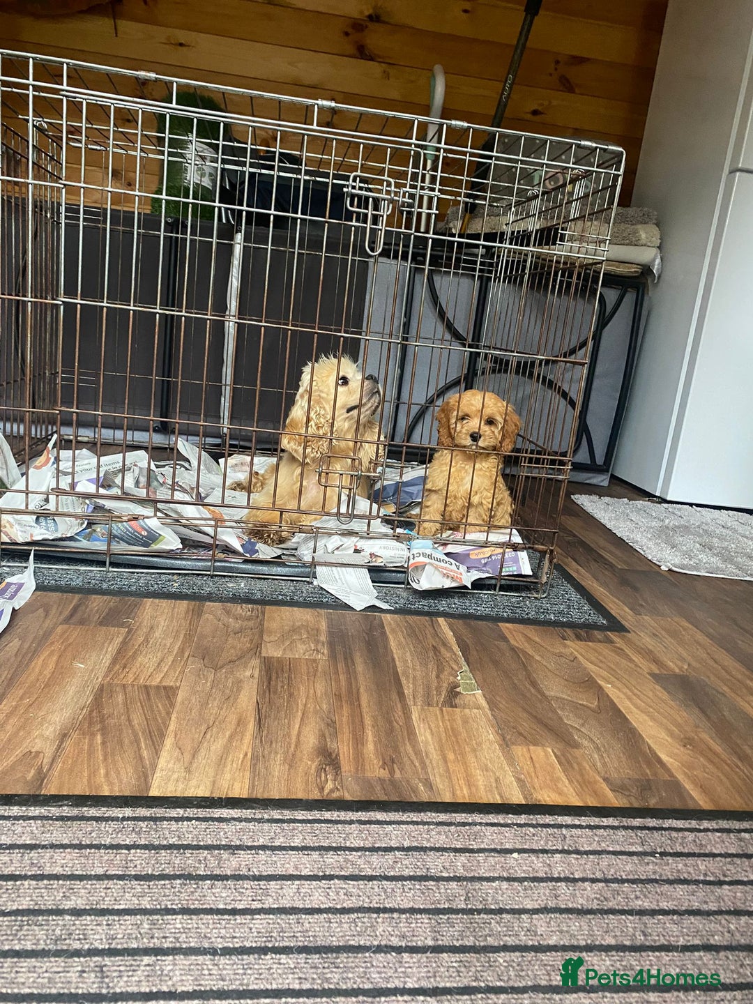 Cockapoo dogs for sale: Beautiful Cavapoo Puppy of Fox Red F1  - Image 10