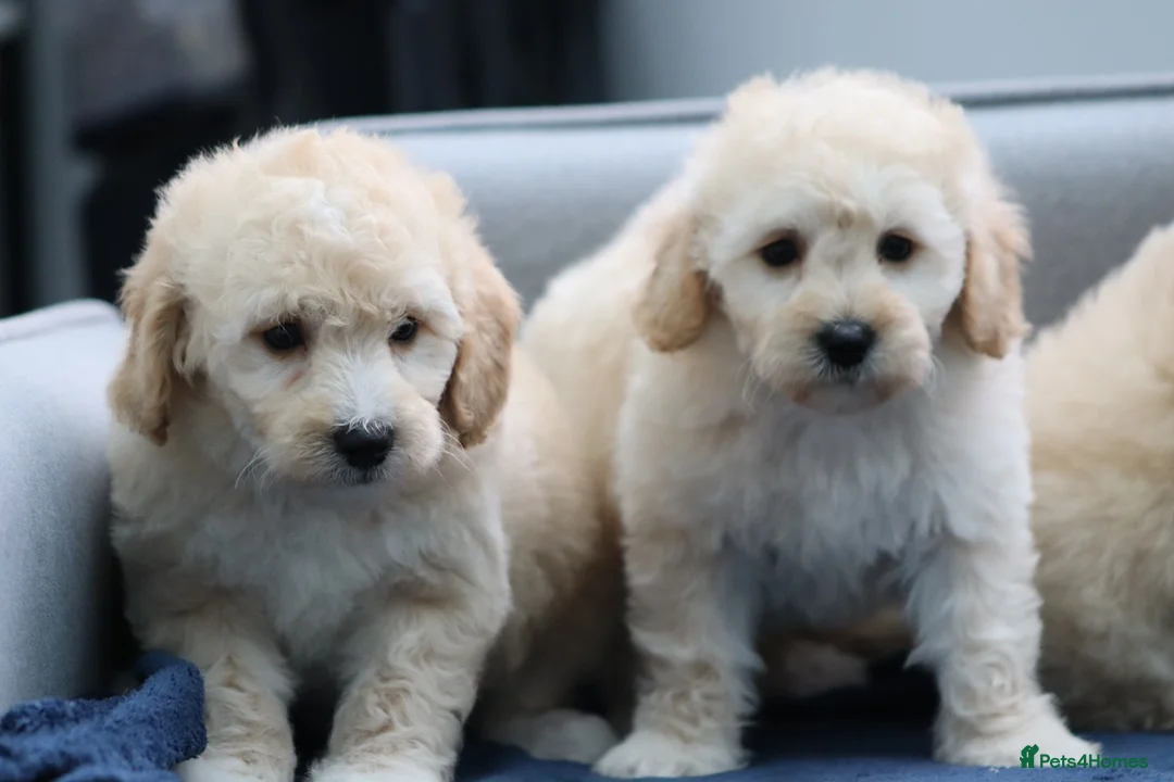 Cavapoochon dogs for sale: Cavapochon puppies for sale - Advert 27