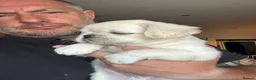 Pug dogs for sale: Stunning litter of 4 Prestige Fluffy Pug puppies - Advert 17
