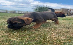 Border Terrier dogs for sale: Fabulous Chucky Boys - Image 11