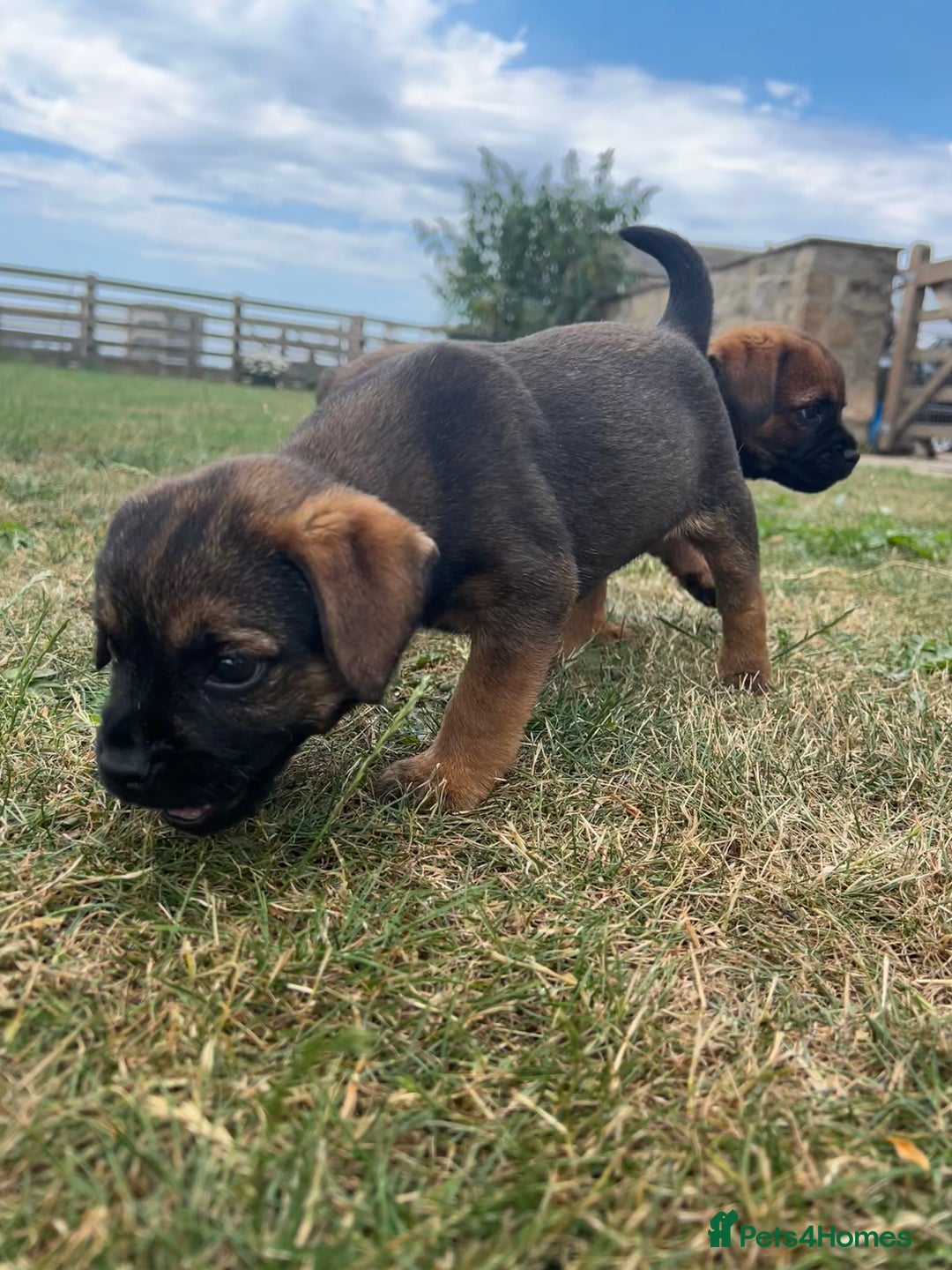 Border Terrier dogs for sale: Fabulous Chucky Boys - Image 11
