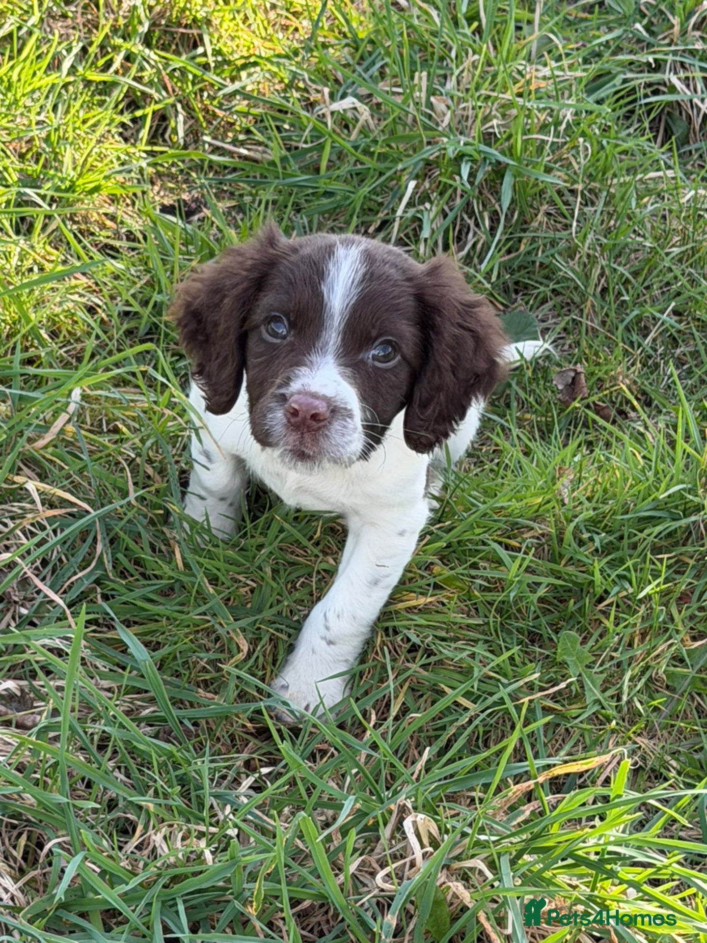 English Springer Spaniel dogs KC Registered English Springer Spaniel Pups - Advert 1