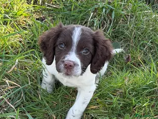 English Springer Spaniel dogs KC Registered English Springer Spaniel Pups - Advert 1