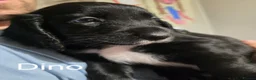 Sprocker dogs for sale: F1 Sprocker Spaniel Puppies  - Advert 14