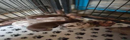 Miniature Dachshund dogs for sale: Chocolate and tan miniature dashounds - Advert 4