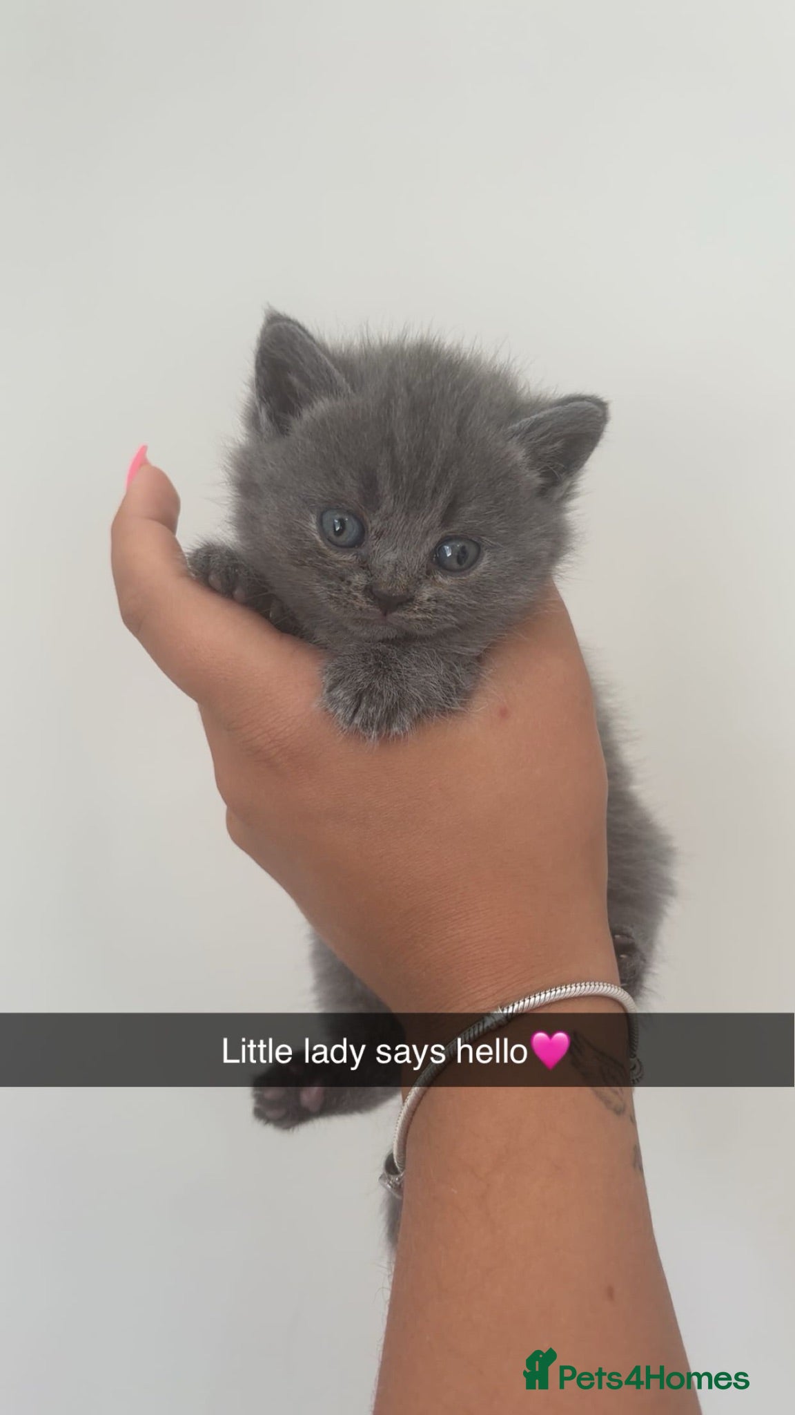 British Shorthair cats 2 girls & 2 boys British blue shorthair kittens🐾 - Advert 2