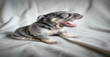 French Bulldog dogs - Advert 10