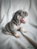 French Bulldog dogs - Advert 10
