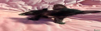 Mixed Breed 4